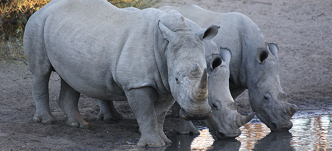 Khama Rhinos