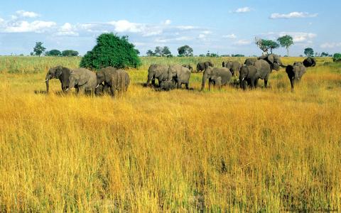 Kwando botswana safari
