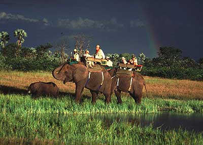 Moremi elephant back safari